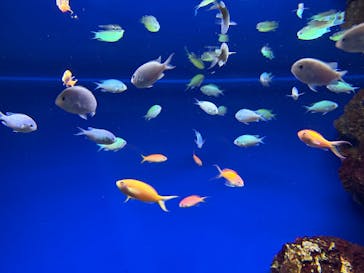 大分マリーンパレス水族館 「うみたまご」に投稿された画像（2026/1/5）