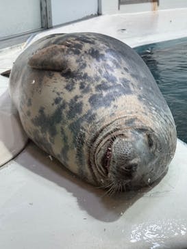 大分マリーンパレス水族館 「うみたまご」に投稿された画像（2026/1/5）