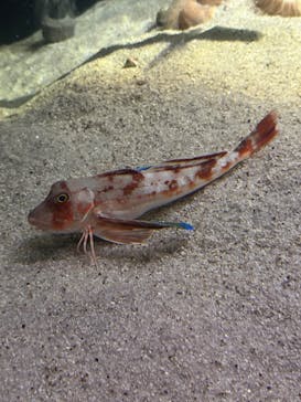 大分マリーンパレス水族館 「うみたまご」に投稿された画像（2026/1/5）