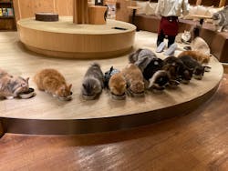 猫カフェモカ　池袋本店に投稿された画像（2026/1/5）