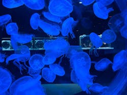 AOAO SAPPOROに投稿された画像（2026/1/5）