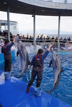 大分マリーンパレス水族館 「うみたまご」に投稿された画像（2026/1/5）