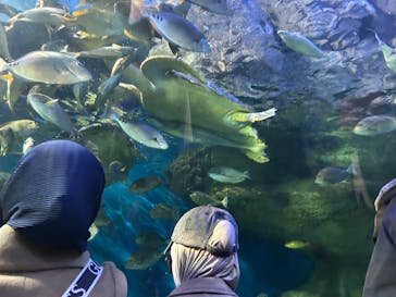 しながわ水族館に投稿された画像（2026/1/5）