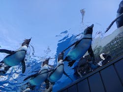 サンシャイン水族館に投稿された画像（2026/1/5）