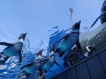 サンシャイン水族館に投稿された画像（2026/1/5）