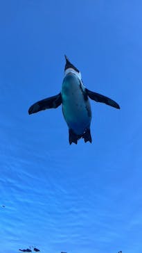 サンシャイン水族館に投稿された画像（2026/1/5）