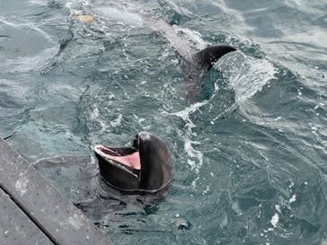 太地町立くじらの博物館に投稿された画像（2026/1/5）
