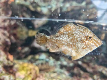 環境水族館アクアマリンふくしまに投稿された画像（2026/1/5）