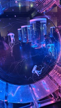 マクセル アクアパーク品川に投稿された画像（2026/1/5）