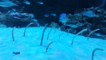 マクセル アクアパーク品川に投稿された画像（2026/1/5）