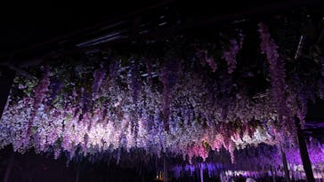 東京メガイルミに投稿された画像（2026/1/5）