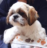 いぬカフェRio 浅草店に投稿された画像（2026/1/5）