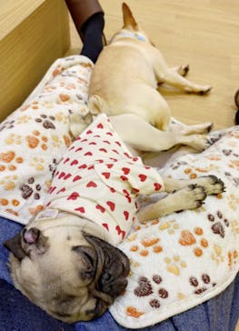 いぬカフェRio 浅草店に投稿された画像（2026/1/5）