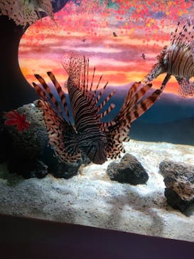 広島もとまち水族館に投稿された画像（2026/1/5）