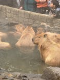 伊豆シャボテン動物公園に投稿された画像（2026/1/6）