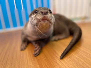 かわうそ幼稚園　〜コツメイト〜に投稿された画像（2026/1/6）