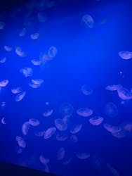 新江ノ島水族館に投稿された画像（2026/1/6）