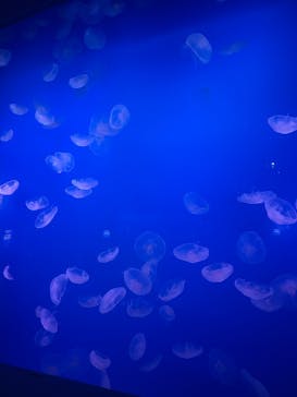 新江ノ島水族館に投稿された画像（2026/1/6）