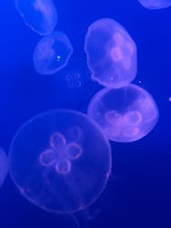 新江ノ島水族館に投稿された画像（2026/1/6）