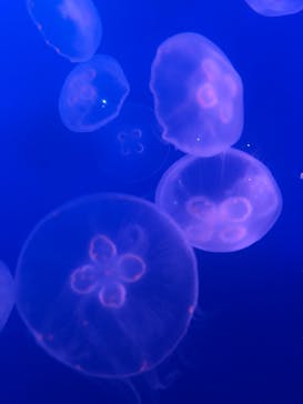 新江ノ島水族館に投稿された画像（2026/1/6）