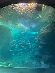 新江ノ島水族館に投稿された画像（2026/1/6）