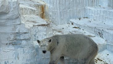 天王寺動物園に投稿された画像（2026/1/6）