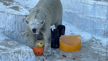 天王寺動物園に投稿された画像（2026/1/6）