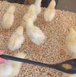 Moff アニマル カフェ イーアス 高尾店に投稿された画像（2026/1/6）