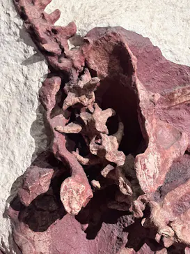 特別展「大絶滅展―生命史のビッグファイブ」に投稿された画像（2026/1/6）