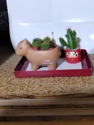 伊豆シャボテン動物公園に投稿された画像（2026/1/6）