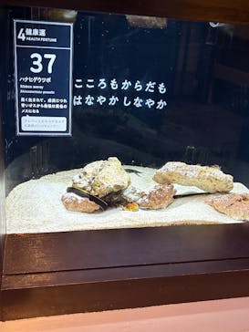 横浜開運水族館 フォーチュンアクアリウムに投稿された画像（2026/1/6）