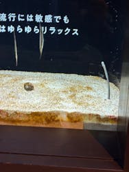 横浜開運水族館 フォーチュンアクアリウムに投稿された画像（2026/1/6）
