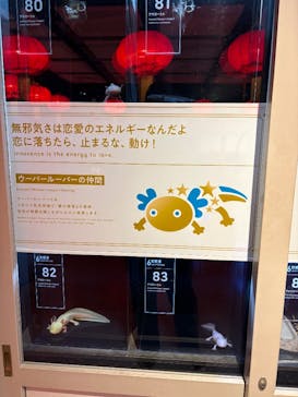 横浜開運水族館 フォーチュンアクアリウムに投稿された画像（2026/1/6）