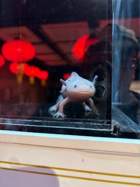 横浜開運水族館 フォーチュンアクアリウムに投稿された画像（2026/1/6）