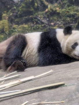 恩賜上野動物園に投稿された画像（2026/1/6）