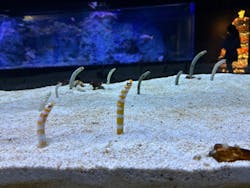 すみだ水族館に投稿された画像（2026/1/6）