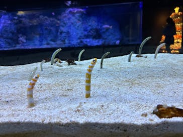 すみだ水族館に投稿された画像（2026/1/6）