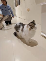 Cat Café MOFF 仙台PARCO店に投稿された画像（2026/1/6）