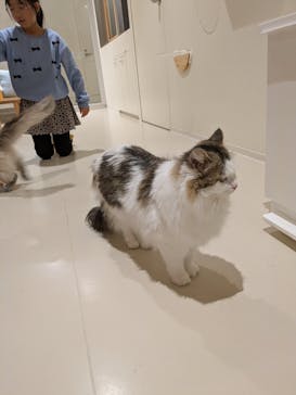 Cat Café MOFF 仙台PARCO店に投稿された画像（2026/1/6）
