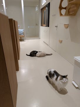 Cat Café MOFF 仙台PARCO店に投稿された画像（2026/1/6）