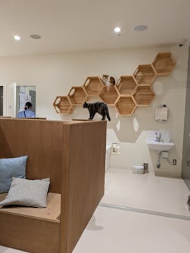Cat Café MOFF 仙台PARCO店に投稿された画像（2026/1/6）
