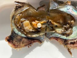 パール美樹に投稿された画像（2026/1/6）