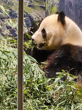 恩賜上野動物園に投稿された画像（2026/1/6）