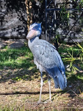 恩賜上野動物園に投稿された画像（2026/1/6）
