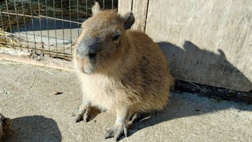 伊豆アニマルキングダムに投稿された画像（2026/1/6）