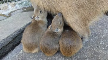 伊豆アニマルキングダムに投稿された画像（2026/1/6）