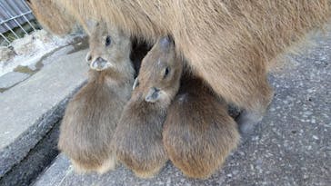 伊豆アニマルキングダムに投稿された画像（2026/1/6）