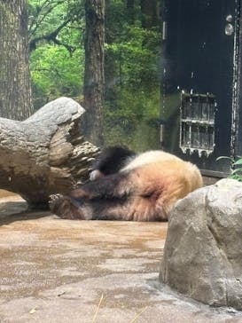 恩賜上野動物園に投稿された画像（2026/1/6）