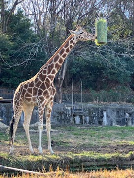 名古屋市東山動植物園に投稿された画像（2026/1/6）