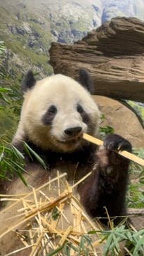 恩賜上野動物園に投稿された画像（2026/1/6）